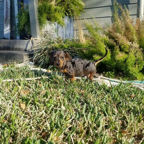 Meet your Posher, Gena - Picture 1 of 1